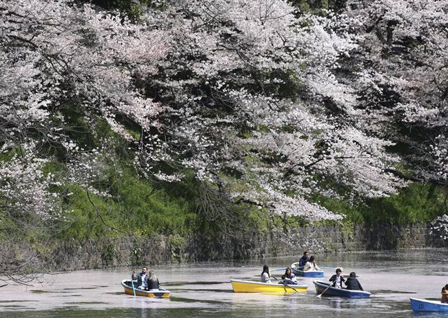 cherry blossoms, full bloom cherry blossoms, tokyo cherry blossoms, japan cherry blossoms, washington cherry blossom, national Cherry Blossom Festival, flower festival, cherry blossoms photos, japan cherry blossoms images, US Cherry blossoms photos, indian express, travel news