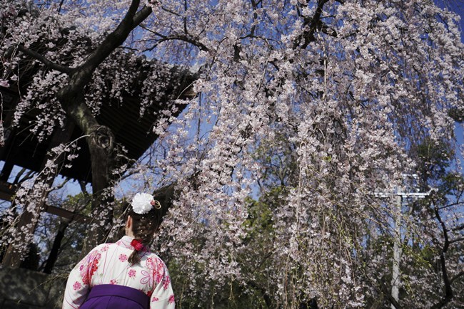 cherry blossoms, full bloom cherry blossoms, tokyo cherry blossoms, japan cherry blossoms, washington cherry blossom, national Cherry Blossom Festival, flower festival, cherry blossoms photos, japan cherry blossoms images, US Cherry blossoms photos, indian express, travel news