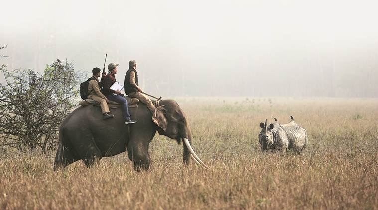 China lifts rhino horn trade ban: All you need to know