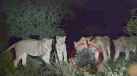 7 lion fight with a porcupine, lion fighting with another animal, lion forest video, viral forest video, wildlife photography, wildlife videography, social media viral video, indian express