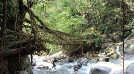 art exhibition, art and culture, Meghalaya, abode of clouds, Indian heritage, international artists, flora, fauna, Indian Express, Indian Express News