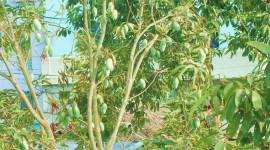 mango, mango tree, mango fruit, summer season, mango dishes, mango love summer, tree without mango, mango inspiring stories, mango unforgettable stories, indian express, indian express news