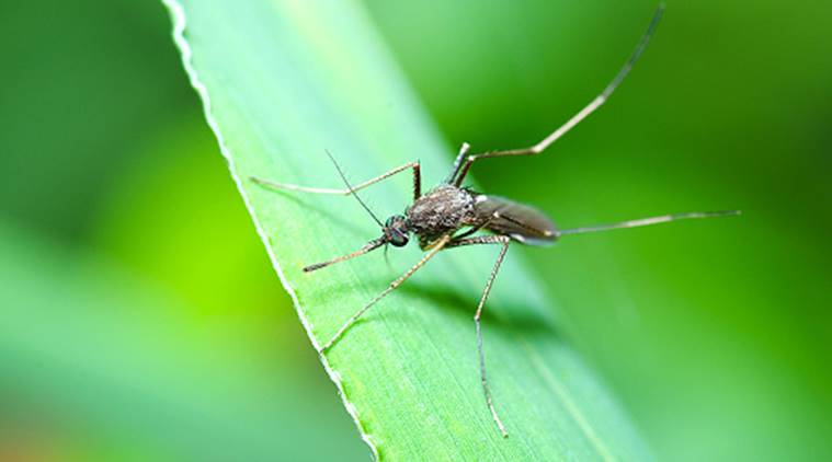 Seven-year-old Kerala boy dies due to West Nile fever