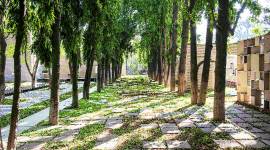 nature_759_Shiny Varghese increasing green area, memorial space conversion, planting trees, covering area with trees, memorial space, in Hyderabad, indian express, indian express news