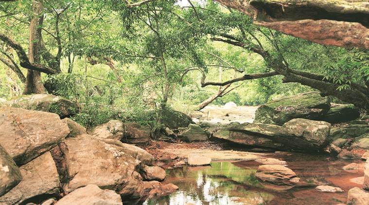 Biome, living around plants, living with flora and fauna, common characteristics in plants and humans, travel, places to travel, indian express, indian express news
