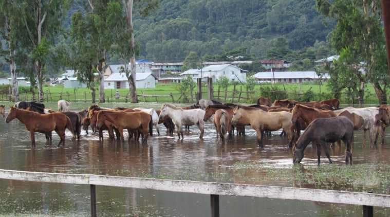 Manipur, Manipur's polo ponies, Imphal, Polo