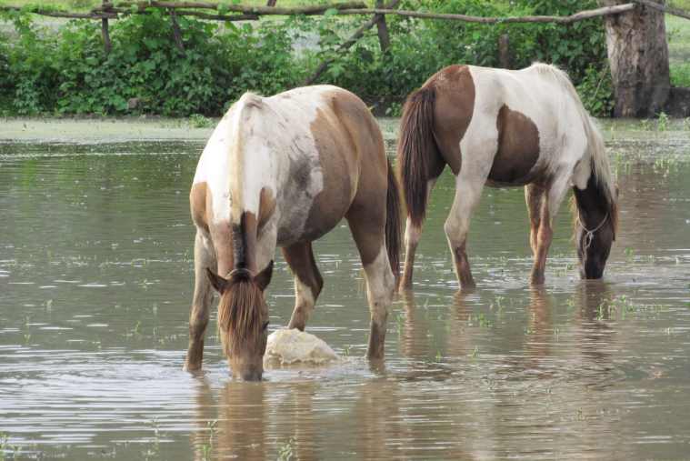 Manipur, Manipur's polo ponies, Imphal, Polo