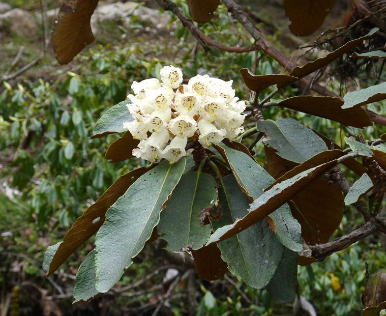 rhododendrons, stephen alter