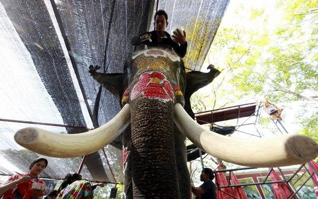 Songkran, Songkran 2018, Songkran festival, Songkran thailand new year, Songkran buddhist new year, water water-splashing Songkran festival with elephants, indian express