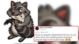 stoned raccoon, raccoon marijuana, raccoon taking marijuana, indian express, symptoms typical of taking excess marijuana, indian express, trending news