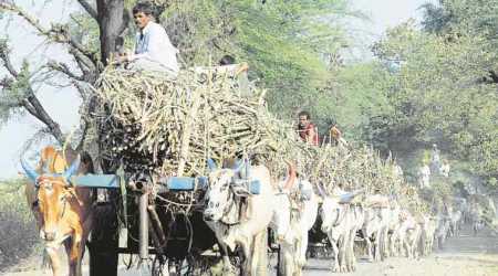 sugarcane labourers