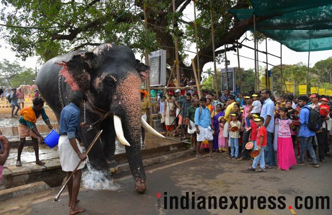 thrissur pooram, thrissur pooram 2018, thrissur pooram celebrations, thrissur pooram festival, thrissur pooram kerala, thrissur pooram celebrations kerala, thrissur pooram in malayalam, thrissur pooram elephants, indian express, indian express news