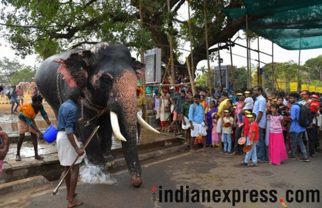 thrissur pooram, thrissur pooram 2018, thrissur pooram celebrations, thrissur pooram festival, thrissur pooram kerala, thrissur pooram celebrations kerala, thrissur pooram in malayalam, thrissur pooram elephants, indian express, indian express news