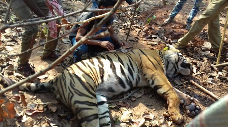 The carcass of the adult tiger was recovered from the Lalgarh forest, West Bengal's Chief Wildlife Warden Ravi Kant Sinha said. (Express photo)