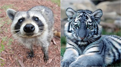 raccoon mistaken for tiger, raccoon tiger, raccoon or tiger? new yorker mistakes raccoon for tiger, Indian Express, Indian Express News