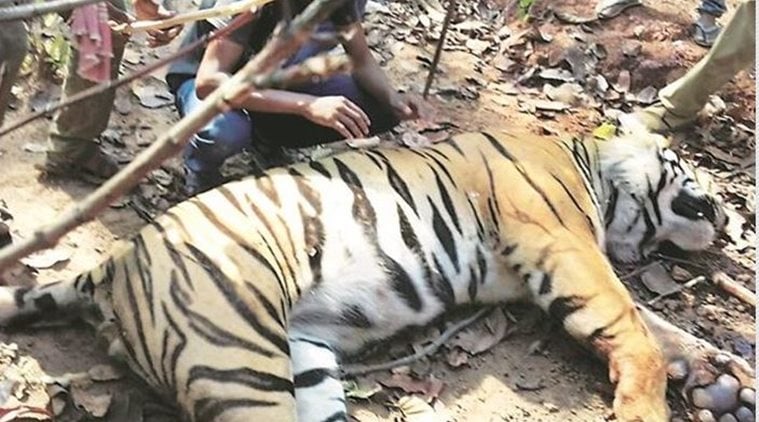 Royal bengal tiger found dead in West Bengal's Lalgarh