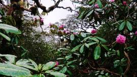 Mumbai: 3,213 trees catalogued at Byculla zoo