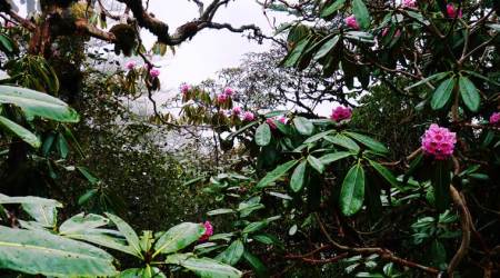 Mumbai: 3,213 trees catalogued at Byculla zoo