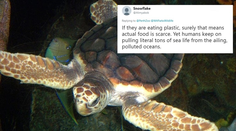 Video: Endangered baby turtle pooping plastic raises concerns over ...