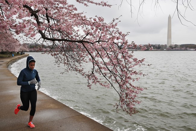 cherry blossoms, full bloom cherry blossoms, tokyo cherry blossoms, japan cherry blossoms, washington cherry blossom, national Cherry Blossom Festival, flower festival, cherry blossoms photos, japan cherry blossoms images, US Cherry blossoms photos, indian express, travel news
