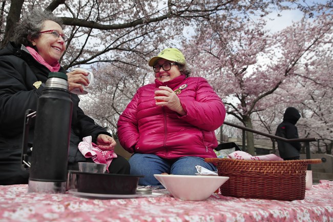 cherry blossoms, full bloom cherry blossoms, tokyo cherry blossoms, japan cherry blossoms, washington cherry blossom, national Cherry Blossom Festival, flower festival, cherry blossoms photos, japan cherry blossoms images, US Cherry blossoms photos, indian express, travel news