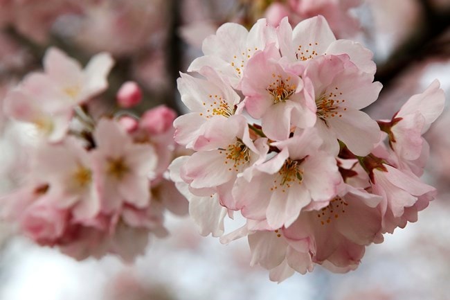 cherry blossoms, full bloom cherry blossoms, tokyo cherry blossoms, japan cherry blossoms, washington cherry blossom, national Cherry Blossom Festival, flower festival, cherry blossoms photos, japan cherry blossoms images, US Cherry blossoms photos, indian express, travel news