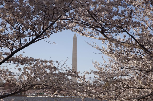 cherry blossoms, full bloom cherry blossoms, tokyo cherry blossoms, japan cherry blossoms, washington cherry blossom, national Cherry Blossom Festival, flower festival, cherry blossoms photos, japan cherry blossoms images, US Cherry blossoms photos, indian express, travel news