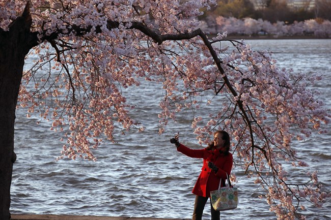 cherry blossoms, full bloom cherry blossoms, tokyo cherry blossoms, japan cherry blossoms, washington cherry blossom, national Cherry Blossom Festival, flower festival, cherry blossoms photos, japan cherry blossoms images, US Cherry blossoms photos, indian express, travel news