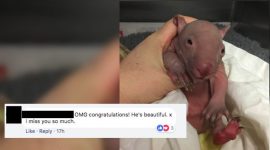 wombat, woman mistakes baby wombat, baby wombat photo mistook as newborn, viral news, odd news, bizarre news, trending news, indian express