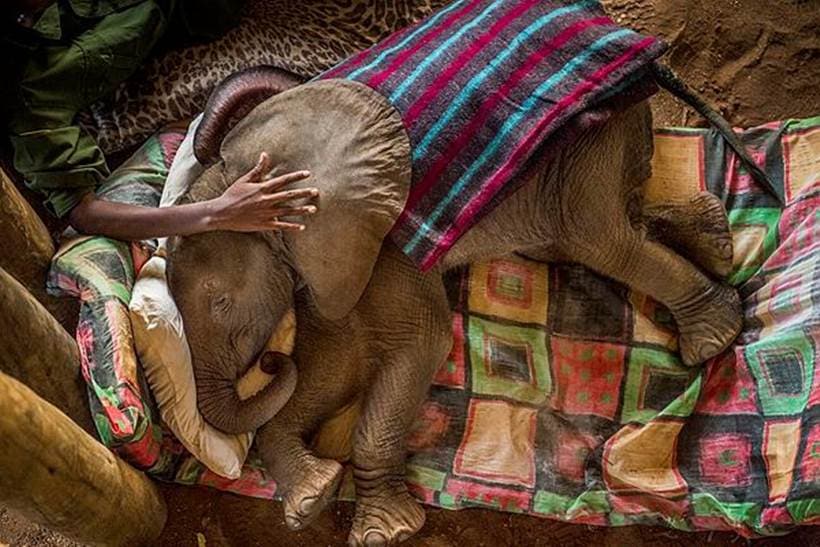 World Press Photo, Elephants in Kenya, Kenya, National Geographic