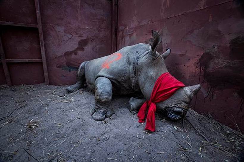 World Press Photo, Rhinos, Okavango Delta, Botswana