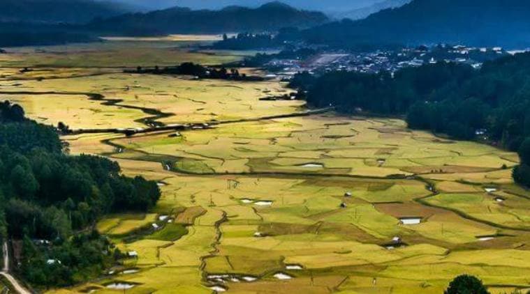 Kiwi from Arunachal Pradesh’s Ziro Valley now going global | North East ...