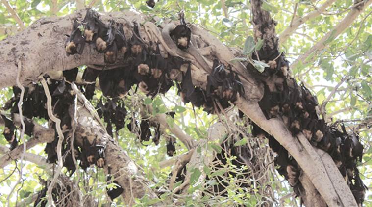 ‘No chance of Nipah virus spread in state’