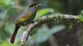 Bugun Liocichla, Arunachal Pradesh's Bugun Liocichla