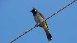 Bulbul_759 animals stories, birds and animals, wildlife, wild forest stories, himalayan bulbuls, bulbul, birds of india, indian express, indian express news