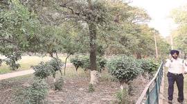 Mohali’s Hot Spot: Mango Park, a favourite location for both drug peddlers & STF