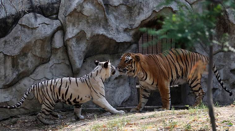 Delhi zoo, Tigress pregnant, white tigress pregnant, Delhi zoo experiment, Delhi zoo experiment on tiger, white tiger, delhi zoo news, indian express news