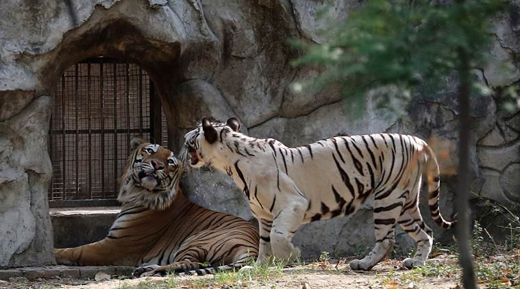 Image result for Delhi Zoo experiment a success: A white tigress is pregnant