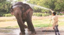 delhi zoo, zoo animals, delhi temperatre, elephants in delhi zoo, indian express