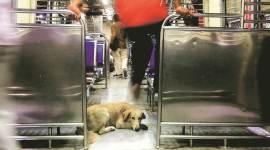 mumbai dog thrashed to death, dog dies after beaten up, mumbai stray dog menace, mumbai city news