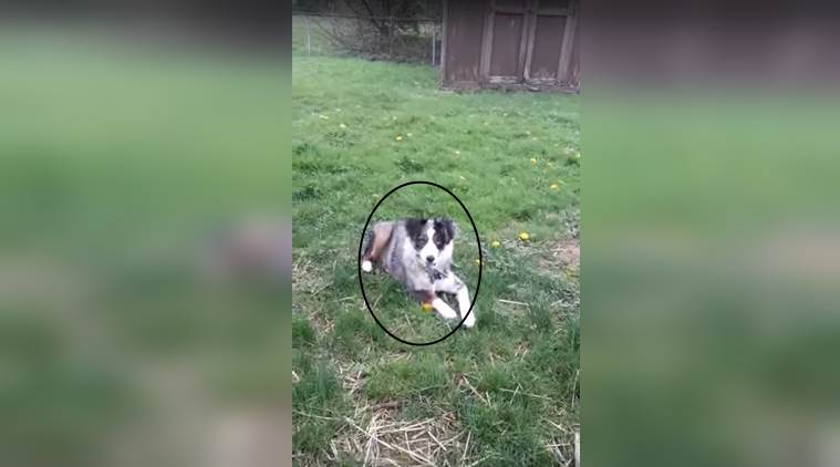 VIDEO: Dog owner spots its pet holding a pair of scissors in its mouth