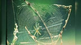 down in jungleland-759 Down in Jungleland, caterpillars, spider silk, arachnophobia, spider, Gurugram, moths, butterflies, indian express, indian express news