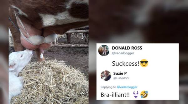 farmer puts bra on cow, cow wears bra, cow bra viral photo, mastitis, viral photo, weird news, bizarre news, odd news, indian express