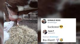 farmer puts bra on cow, cow wears bra, cow bra viral photo, mastitis, viral photo, weird news, bizarre news, odd news, indian express