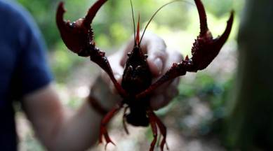 Berlin responds to crayfish plague: If you can't beat them, eat them