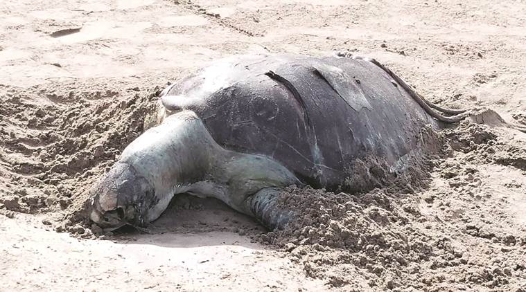 Dead Green Sea turtle washes ashore at Versova | Mumbai News - The ...