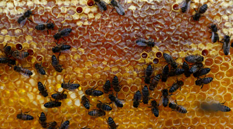 iphone, iphone 11, iphone 11 pro, iphone 11 pro cameras, trypophobia, what is trypophobia, indianexpress.com, indianexpress, pro triple camera, iphone 11 pro three camera, honeycomb, strawberry holes, iphone 11 pro news, iphone 11 pro price in india, iphone 11 pro price, types of phobia, 