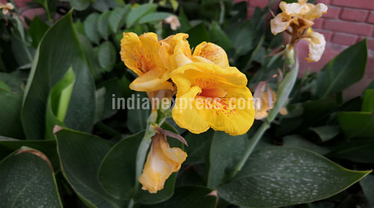 Honor 10, Huawei Honor 10, Honor 10 London launch, Honor 10 Flipkart, Honor 10 price in India, Honor 10 specifications, Honor 10 features, Honor 10 vs OnePlus 6, OnePlus 6