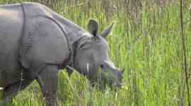 Kaziranga National Park, One horned Rhino