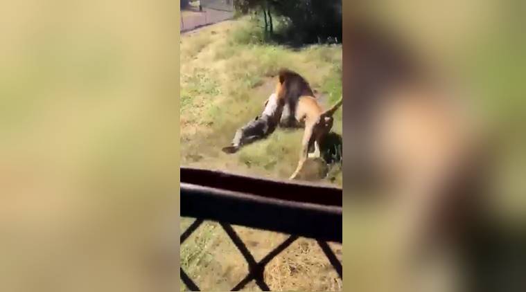 VIDEO: Lion brutally attacks wildlife park owner when he enters the  enclosure | Trending News,The Indian Express